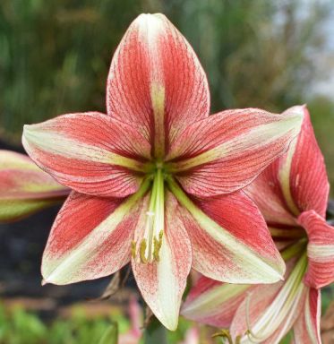 Opal Star Amaryllis Bulb, 38mm Plus- Great for Forcing! Wonderful and unique gift!